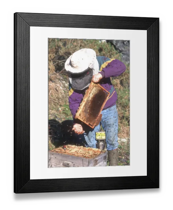 Framed Print : A beekeeper handling a honeycomb at a hive surrounded by bees Framed Print : A beekeeper handling a honeycomb at a hive surrounded by bees