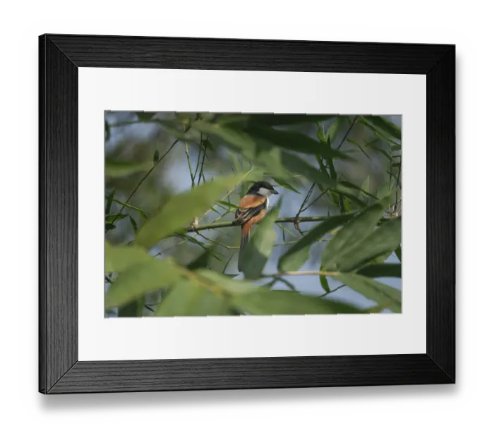 Framed Print : A long-tailed shrike or rufous-backed shrike (Lanius schach) on a tree branch