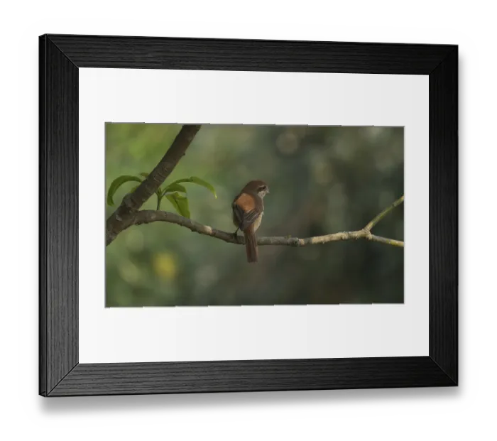 Framed Print : A Brown Shrike (Lanius cristatus)