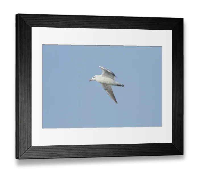 Framed Print : A black-headed gull (Chroicocephalus ridibundus) flying in the sky