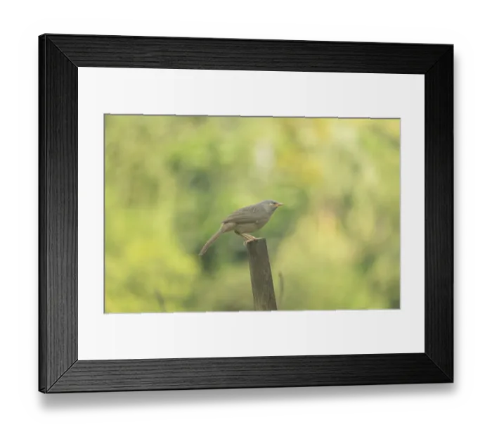 Framed Print : A jungle babbler (Argya striata)