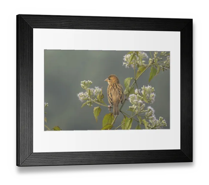 Framed Print : A zitting cisticola or streaked fantail warbler (Cisticola juncidis)