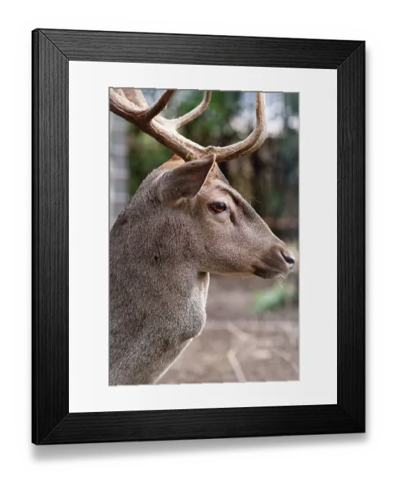Framed Print : Side view of head of male Cervus nippon Shika deer with antlers