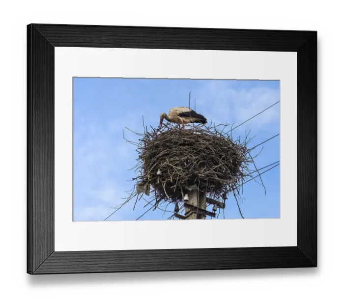 Framed Print : White stork (Ciconia ciconia) in the nest, Ukraine Framed Print : White stork (Ciconia ciconia) in the nest, Ukraine
