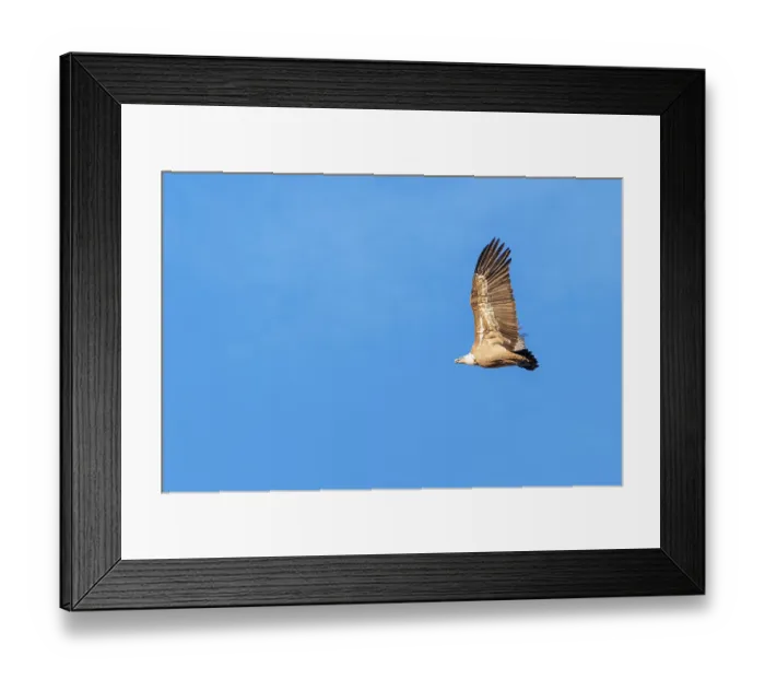 Framed Print : A griffon vulture (Gyps fulvus) flies on a sunny day against a grey sky Framed Print : A griffon vulture (Gyps fulvus) flies on a sunny day against a grey sky