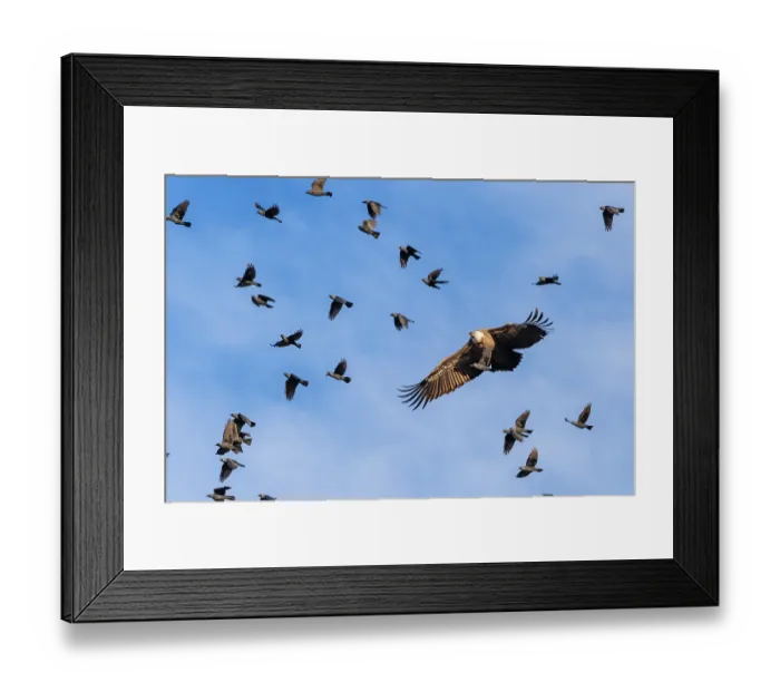 Framed Print : Crowded sky. A griffon vulture (Gyps fulvus) flies accompanied by a flock of jackdaws (Coloeus monedula)