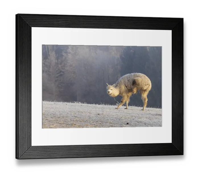 Framed Print : Alpaca (Vicugna pacos), white animal