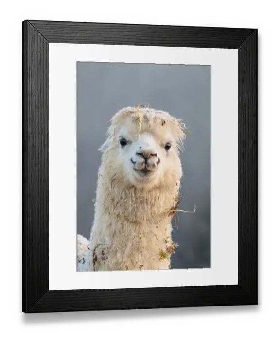 Framed Print : Alpaca (Vicugna pacos), frontal portrait Framed Print : Alpaca (Vicugna pacos), frontal portrait