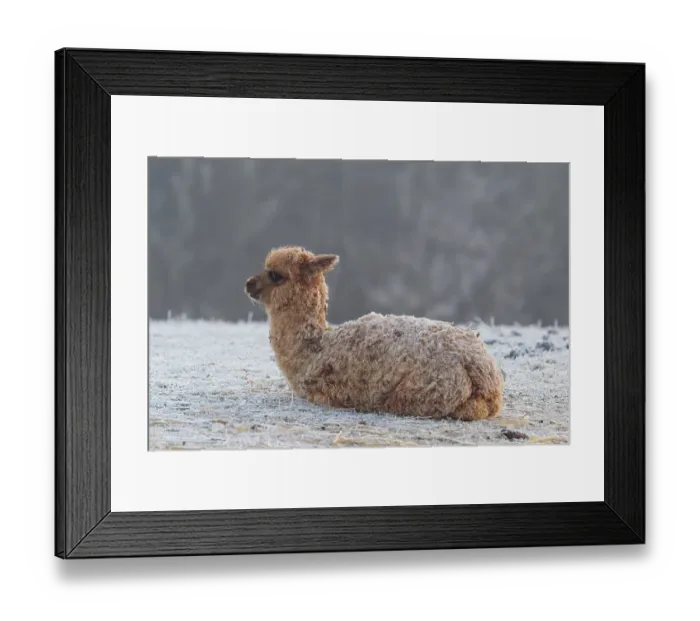 Framed Print : Alpaca (Vicugna pacos), brown, Young animal