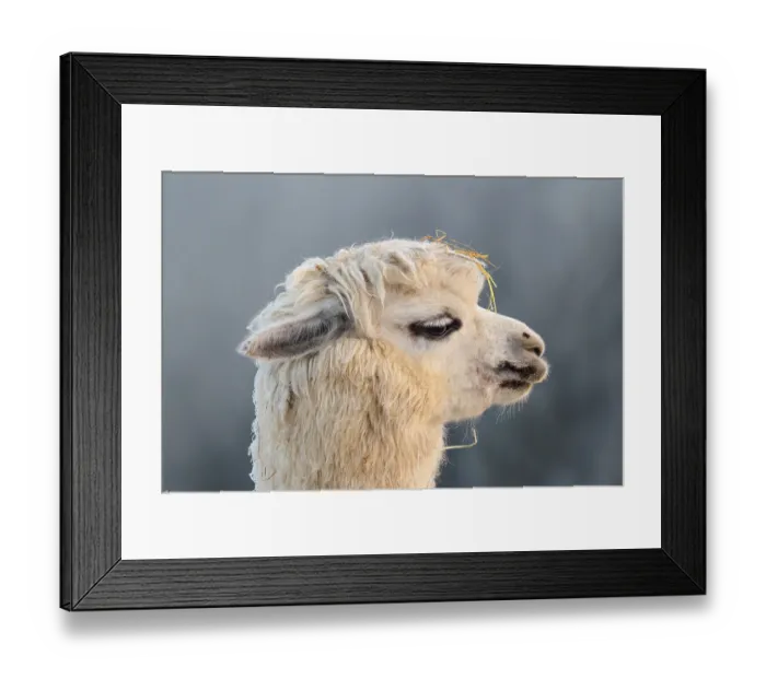 Framed Print : Alpaca (Vicugna pacos), side portrait Framed Print : Alpaca (Vicugna pacos), side portrait