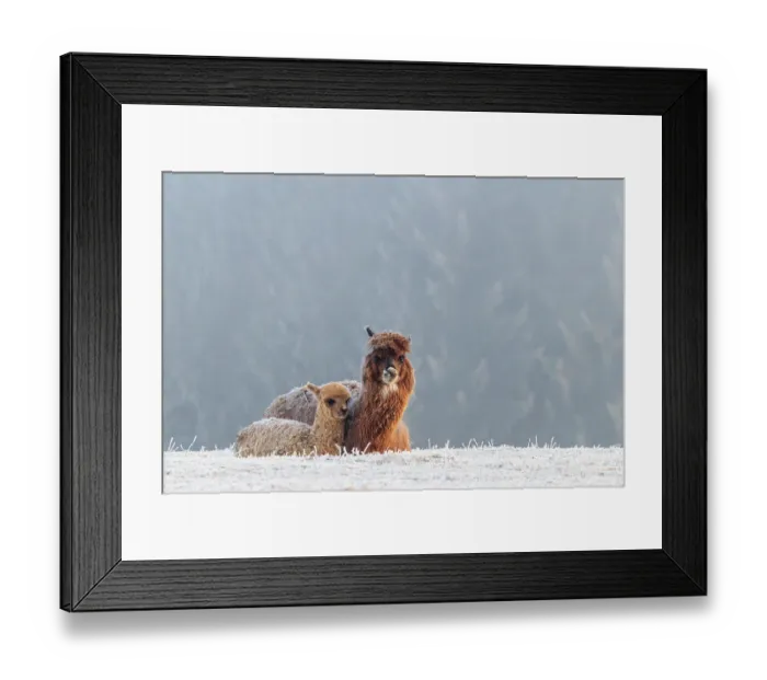 Framed Print : Alpaca (Vicugna pacos), mother and her young