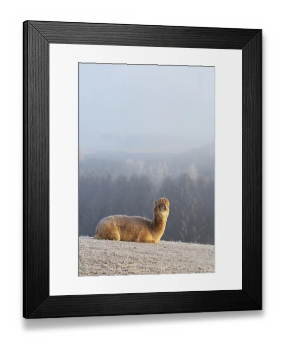Framed Print : Alpaca (Vicugna pacos), white animal Framed Print : Alpaca (Vicugna pacos), white animal