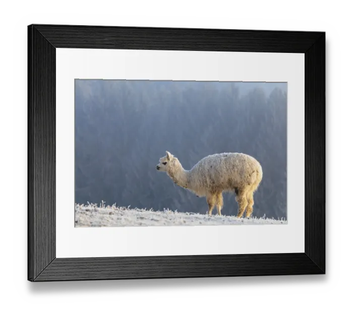 Framed Print : Alpaca (Vicugna pacos), white animal Framed Print : Alpaca (Vicugna pacos), white animal