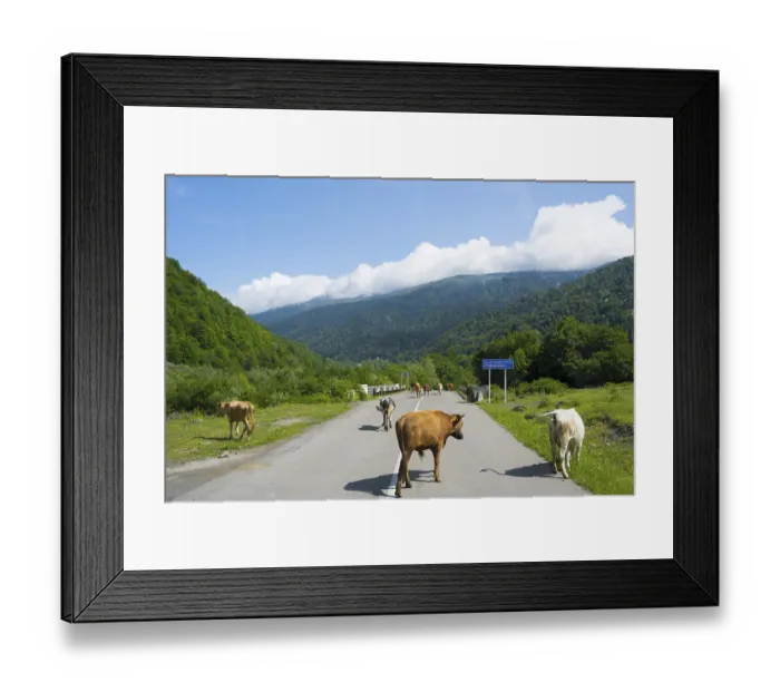 Framed Print : Cows on a country road in a green mountain landscape under blue sky with clouds