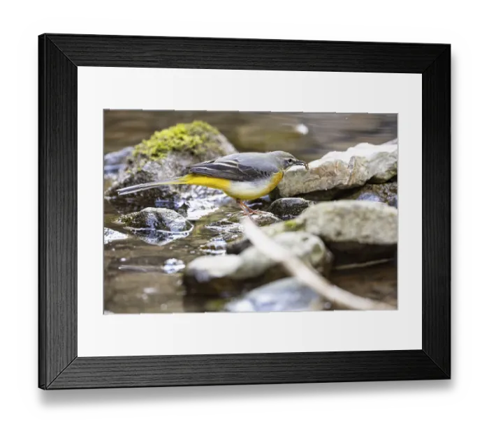 Framed Print : Grey wagtail (Motacilla cinerea) Germany Framed Print : Grey wagtail (Motacilla cinerea) Germany