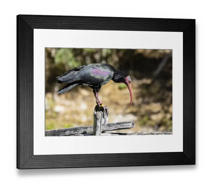 Framed Print : Northern Bald Ibis (Geronticus eremita) Captive Germany Framed Print : Northern Bald Ibis (Geronticus eremita) Captive Germany