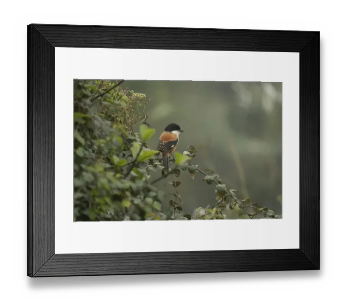 Framed Print : A long-tailed shrike or rufous-backed shrike (Lanius schach) on a tree branch