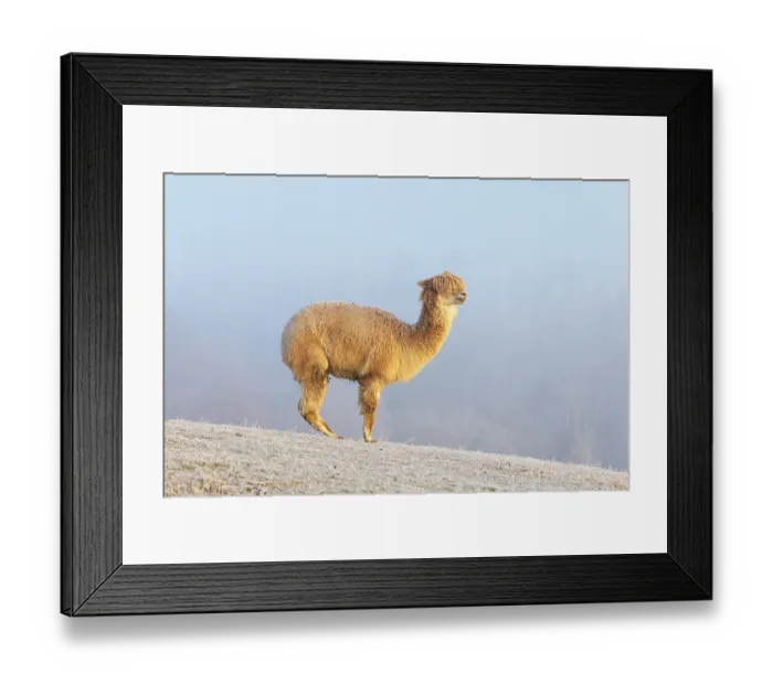 Framed Print : Alpaca (Vicugna pacos), white animal