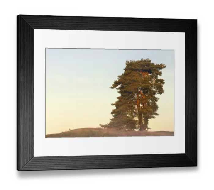 Framed Print : Scots pine or common pine (Pinus sylvestris) Framed Print : Scots pine or common pine (Pinus sylvestris)