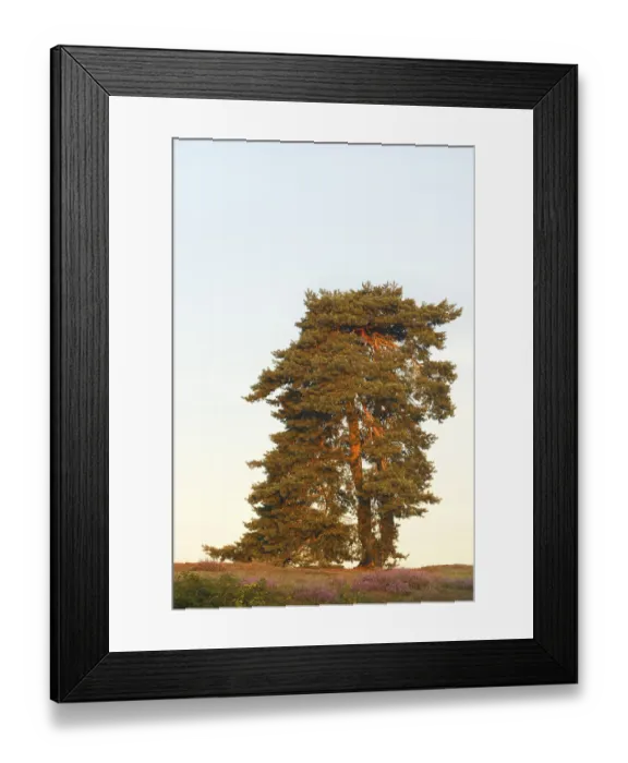 Framed Print : Scots pine or common pine (Pinus sylvestris)