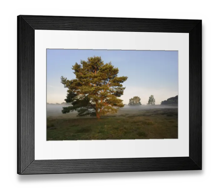 Framed Print : Scots pine or Scots pine (Pinus sylvestris) in heathland
