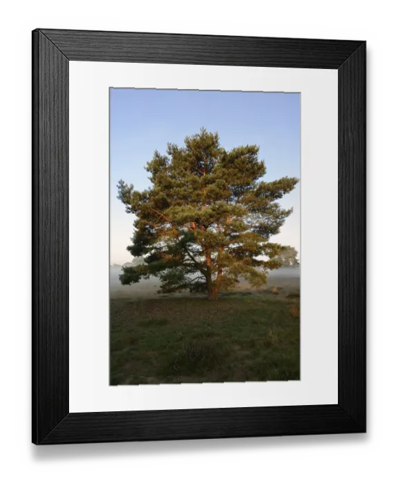 Framed Print : Scots pine or Scots pine (Pinus sylvestris) in heathland Framed Print : Scots pine or Scots pine (Pinus sylvestris) in heathland