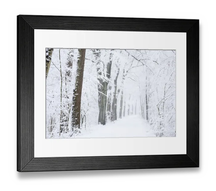 Framed Print : Snowy deciduous trees and forest trail in winter