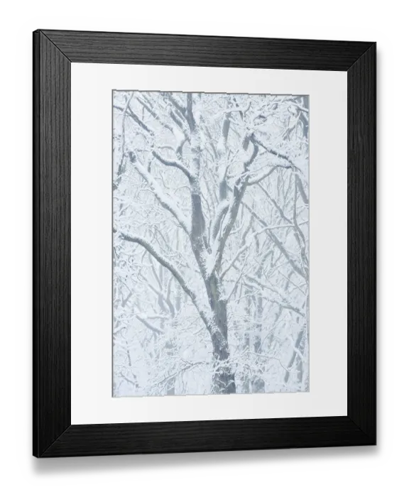 Framed Print : Snowy deciduous trees in winter Framed Print : Snowy deciduous trees in winter