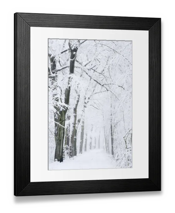 Framed Print : Snowy deciduous trees and forest trail in winter