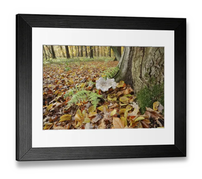Framed Print : Clouded funnel fungus or grey cap (Clitocybe nebularis)