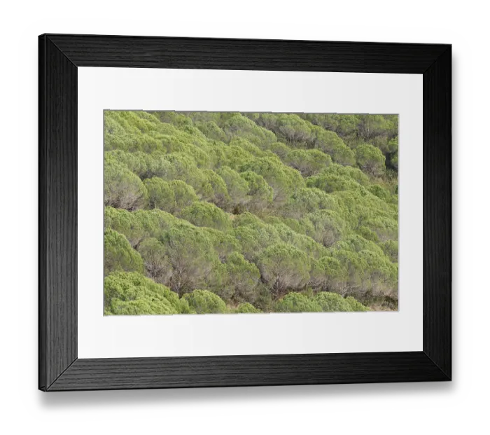 Framed Print : Pine trees or umbrella pines (Pinus pinea) on a mountainside