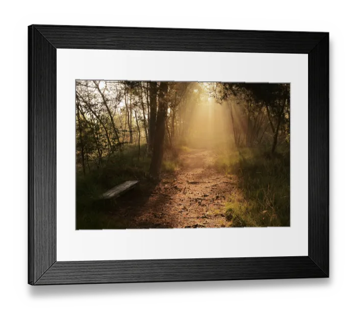 Framed Print : Forest path and bench in morning fog with sunbeams