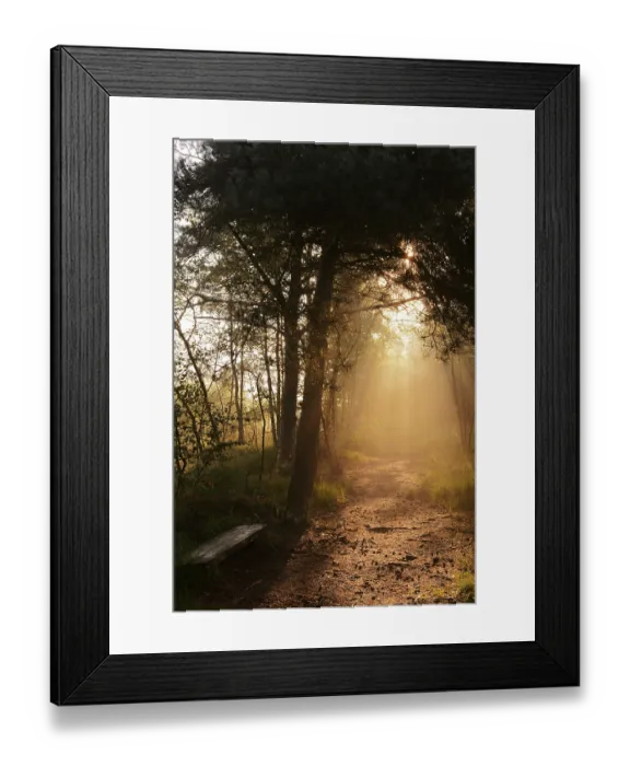 Framed Print : Forest path and bench in morning fog with sunbeams