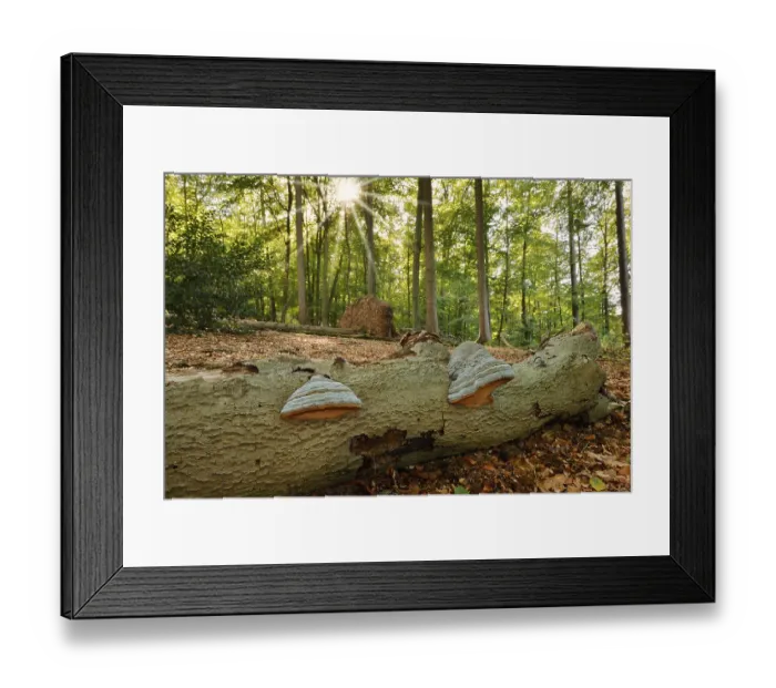 Framed Print : Tinder fungus (Fomes fomentarius) on dead wood in a forest