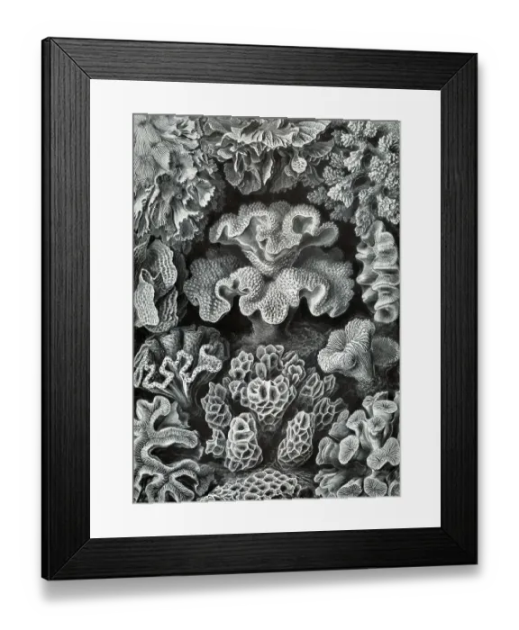 Framed Print : Soft corals, hexacorallia, six-pointed flower animals
