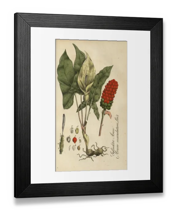 Framed Print : European poisonous plants, common arum