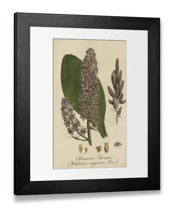 Framed Print : European poisonous plants, Black False Hellebore Framed Print : European poisonous plants, Black False Hellebore