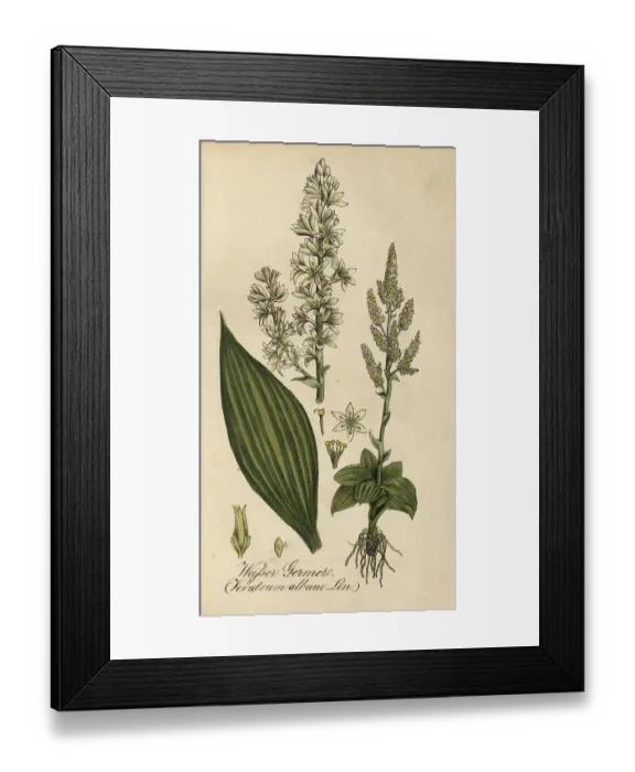 Framed Print : European poisonous plants, White False Helleborne