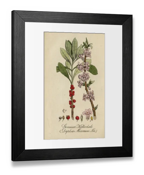 Framed Print : European poisonous plants, Daphne mezereum Framed Print : European poisonous plants, Daphne mezereum