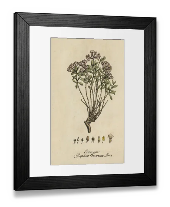 Framed Print : European poisonous plants, rosemary daphne