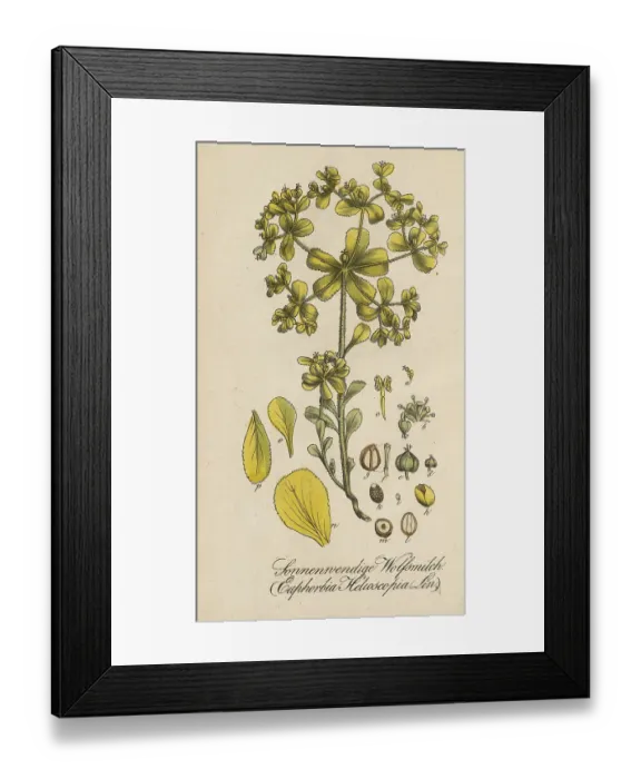 Framed Print : European poisonous plants, Solstice spurge