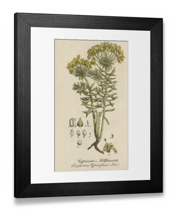 Framed Print : European poisonous plants, cypress - spurge