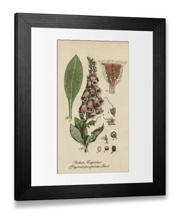 Framed Print : European poisonous plants, Common foxglove