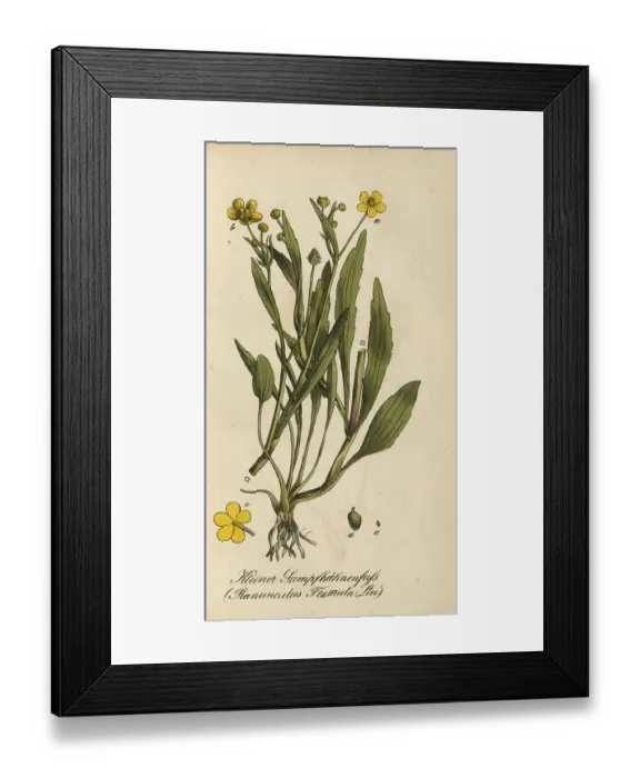 Framed Print : European poisonous plants, Ranunculus flammula