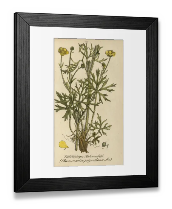 Framed Print : European poisonous plants, many-flowered buttercup