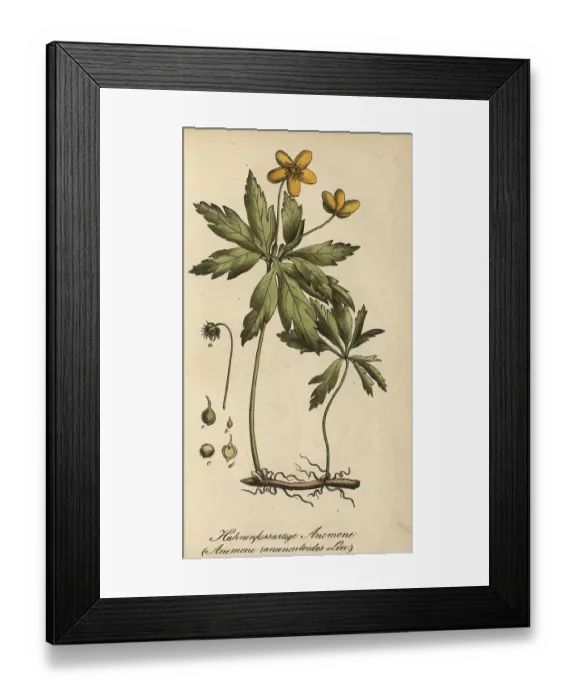 Framed Print : European poisonous plants, Yellow Anemone