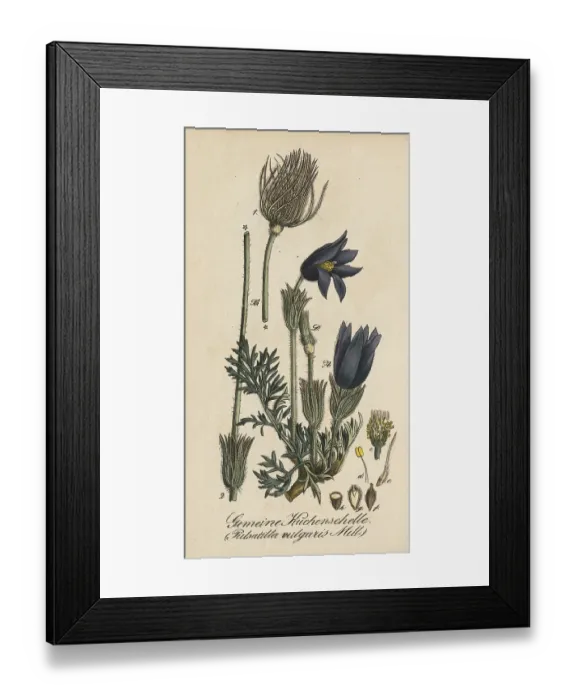 Framed Print : European poisonous plants, Pasque flower