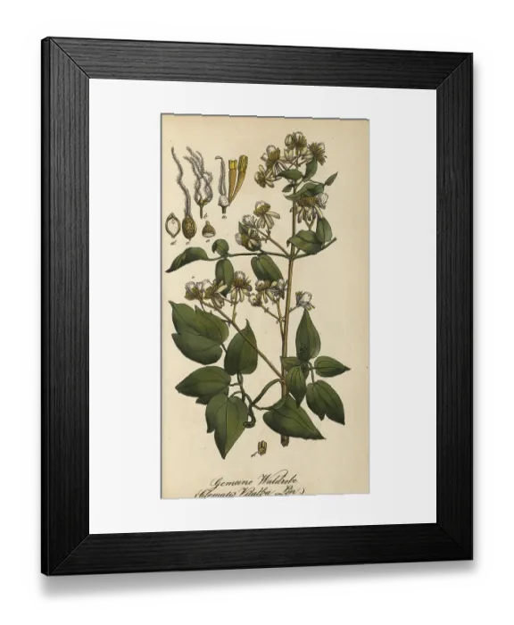 Framed Print : European poisonous plants, traveller's joy Framed Print : European poisonous plants, traveller's joy