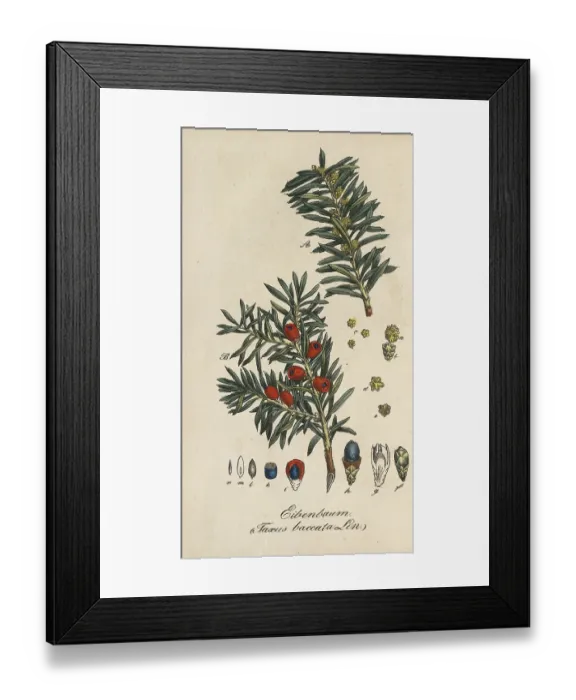 Framed Print : English yew, Taxus baccata, authentic Framed Print : English yew, Taxus baccata, authentic