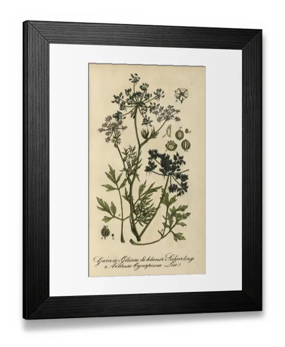 Framed Print : European poisonous plants, dog parsley